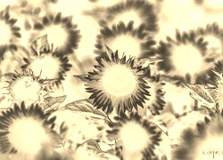 Sepia + Negatyw