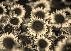 Szary + Sepia