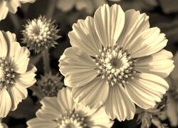Szary + Sepia