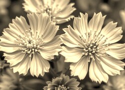 Szary + Sepia