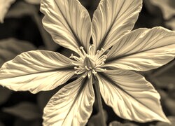 Sepia