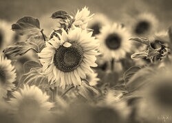 Szary + Sepia