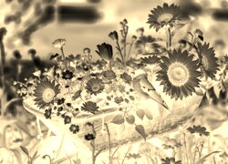 Sepia + Negatyw