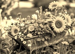 Szary + Sepia