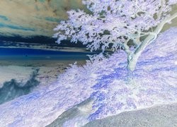 Negatyw