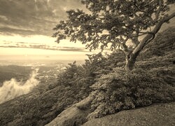 Sepia