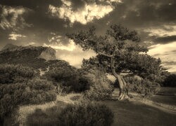 Sepia