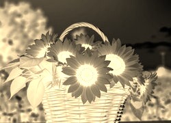 Sepia + Negatyw