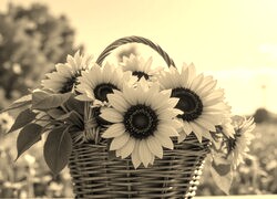 Szary + Sepia