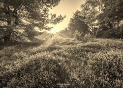 Szary + Sepia