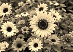 Szary + Sepia