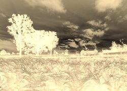 Sepia + Negatyw