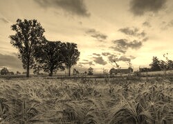 Szary + Sepia