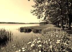 Szary + Sepia