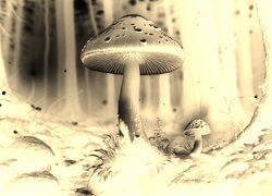 Sepia + Negatyw