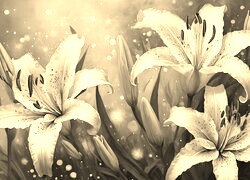 Szary + Sepia