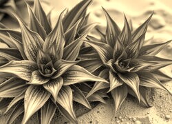 Szary + Sepia