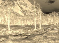 Sepia + Negatyw