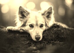 Szary + Sepia