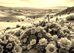 Szary + Sepia
