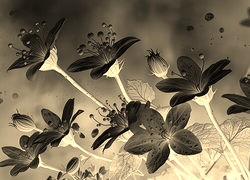 Sepia + Negatyw