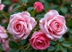 Oryginalny obrazek