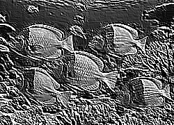 Skamielina