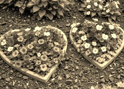 Szary + Sepia