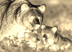 Sepia + Negatyw