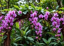 Oryginalny obrazek