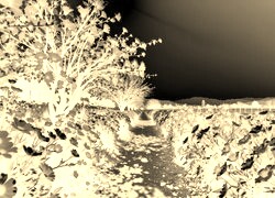 Sepia + Negatyw