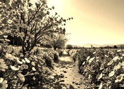 Sepia