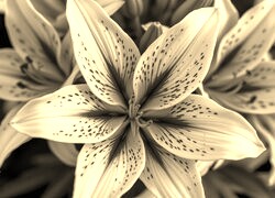Szary + Sepia