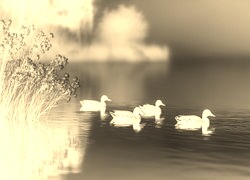 Sepia + Negatyw