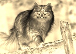 Sepia + Negatyw