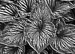 Skamielina