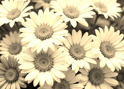 Szary + Sepia