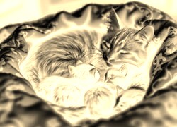 Sepia + Negatyw