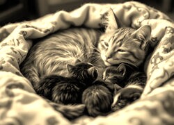 Szary + Sepia