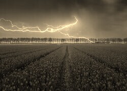 Szary + Sepia