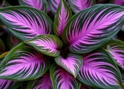 Oryginalny obrazek