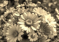 Szary + Sepia