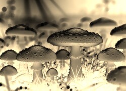 Sepia + Negatyw
