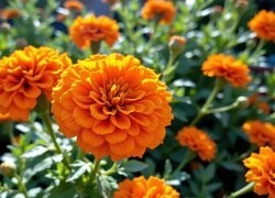 Oryginalny obrazek