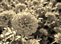 Szary + Sepia