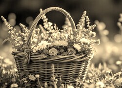 Szary + Sepia
