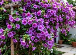 Oryginalny obrazek