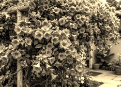 Sepia