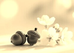 Szary + Sepia