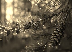 Sepia